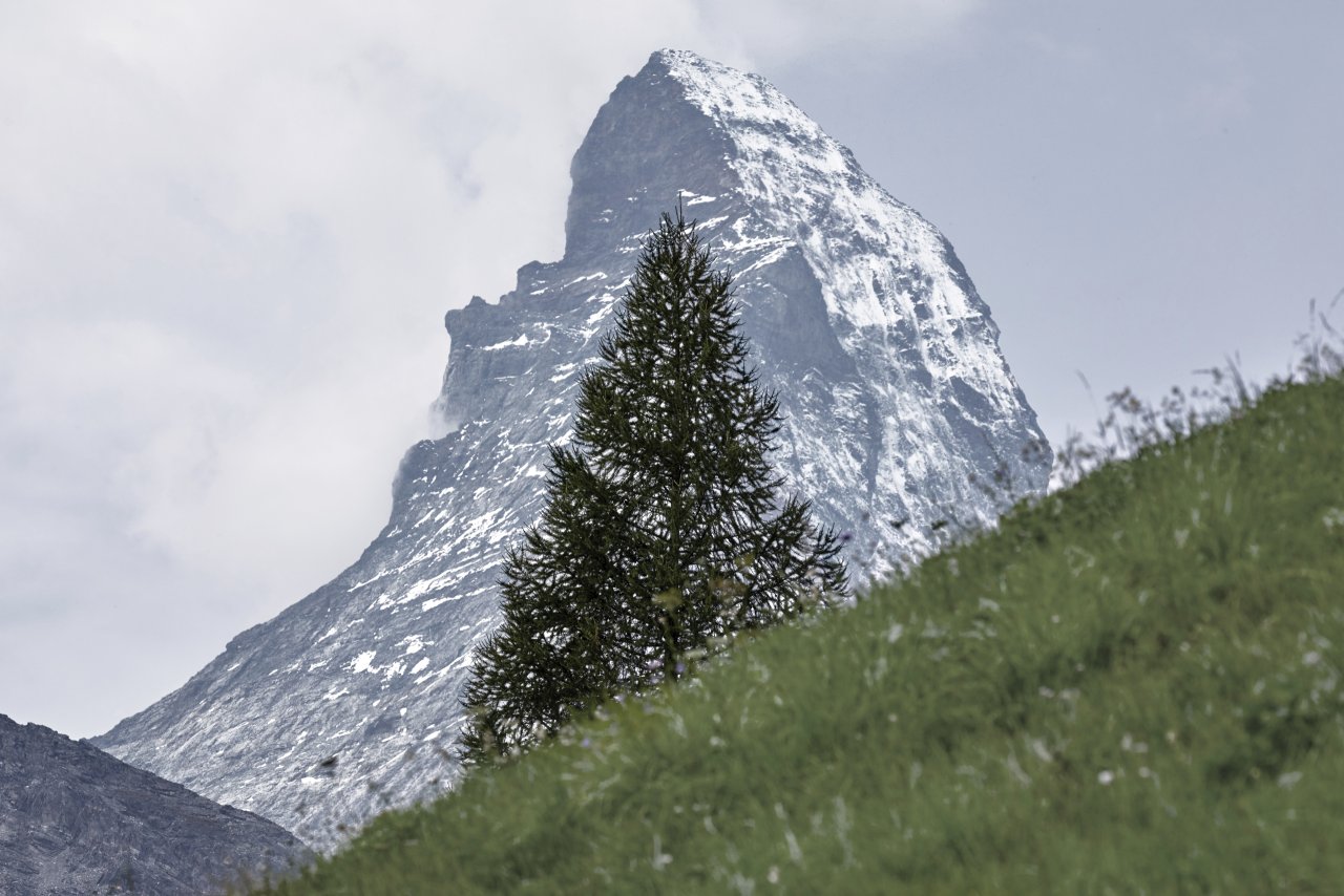 Matterhorn mit Tanne im Vordergrund