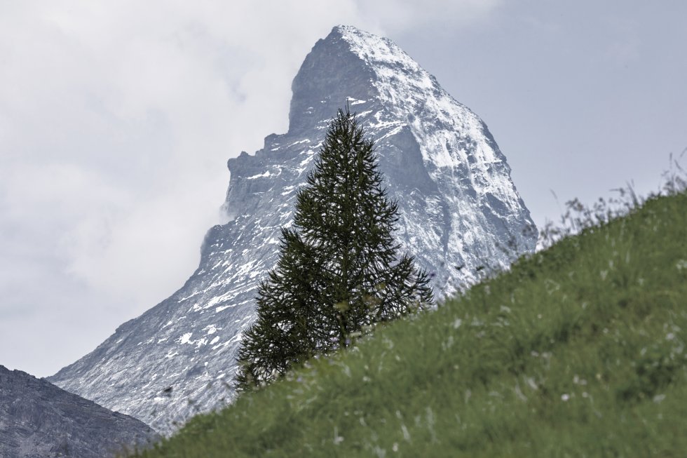 Matterhorn mit Tanne im Vordergrund